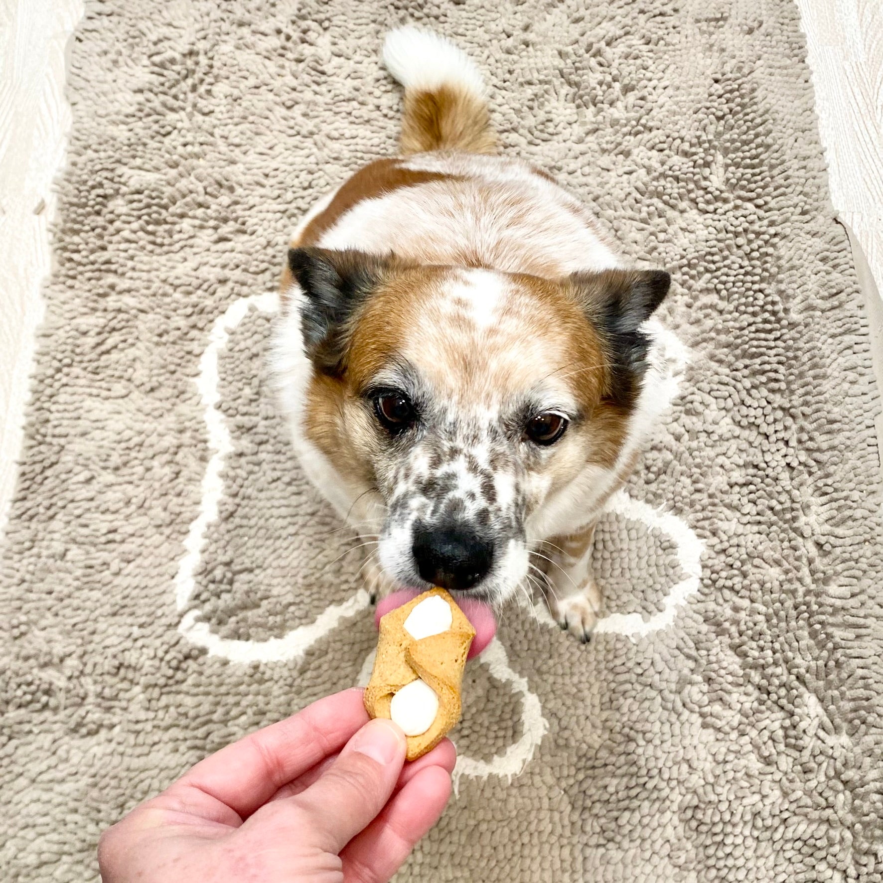 Cannoli