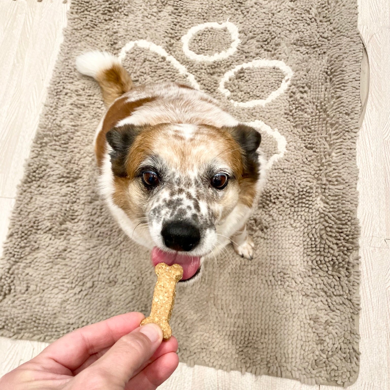 Peanut Butter Oatmeal Biscuits