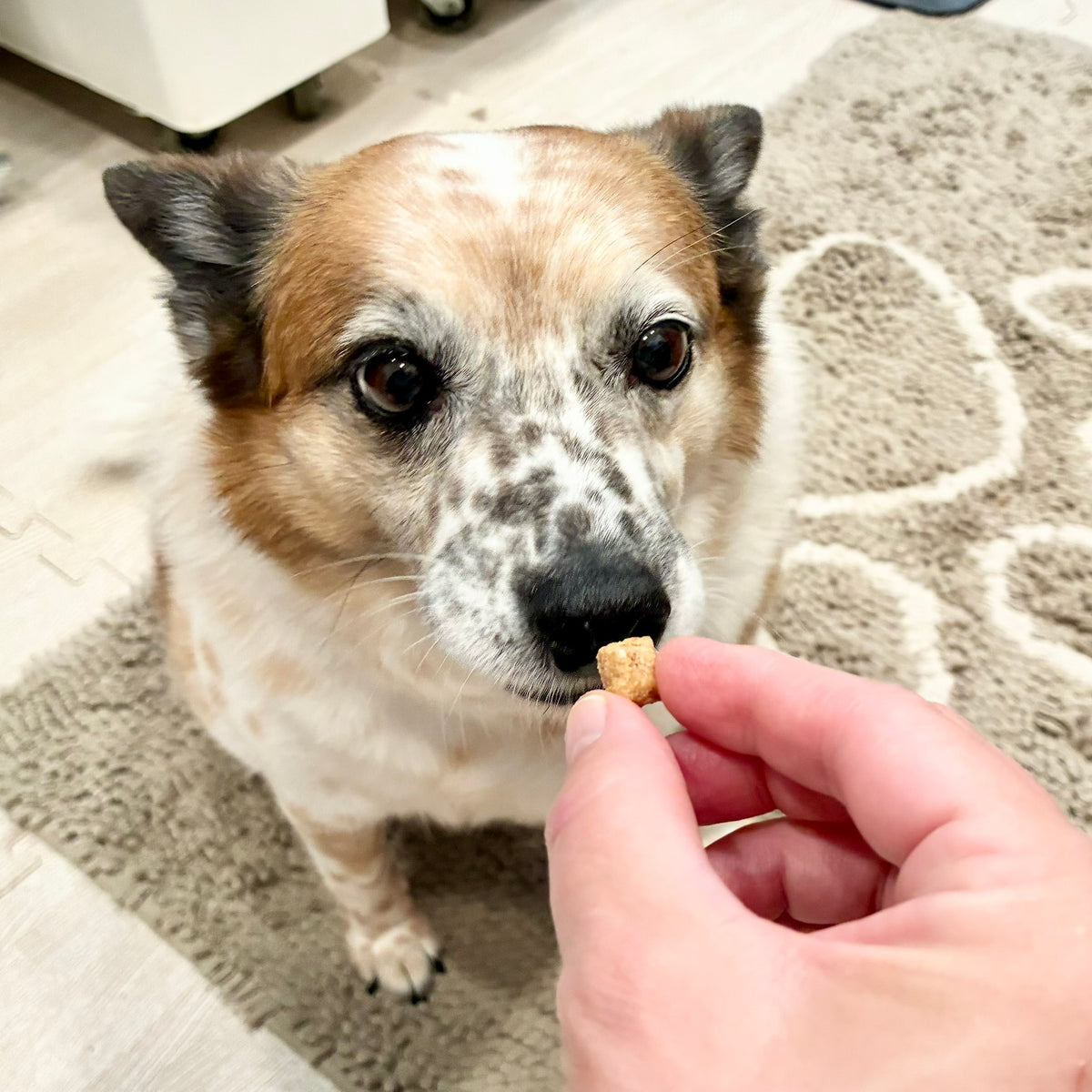 Peanut Butter Oatmeal Training Treats
