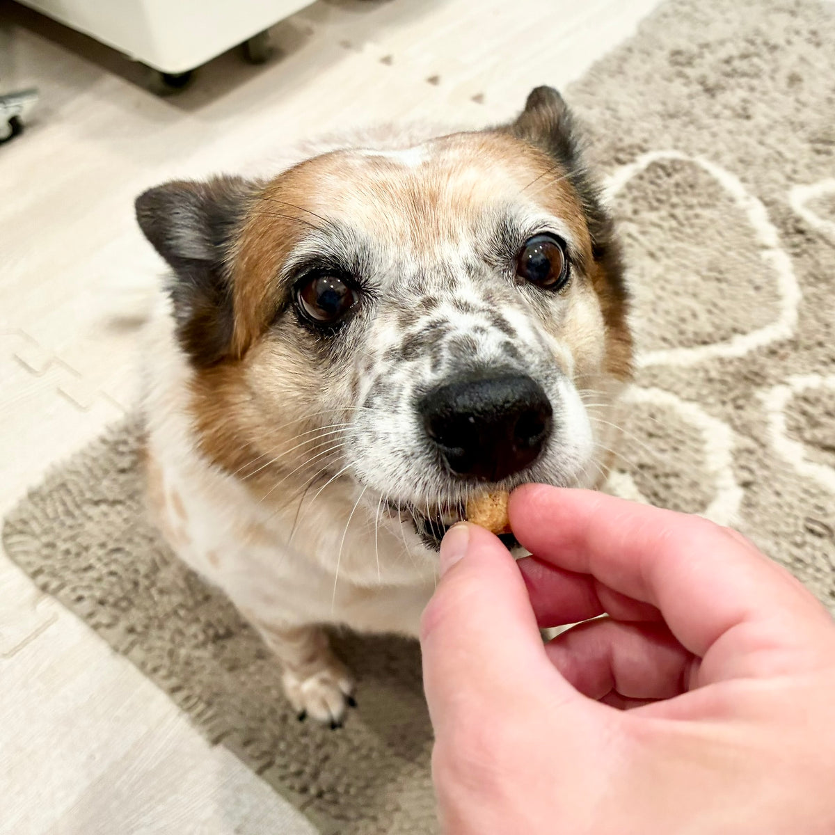 Peanut Butter Oatmeal Training Treats