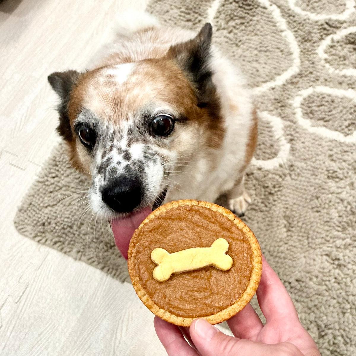 Peanut Butter Pooch Pie