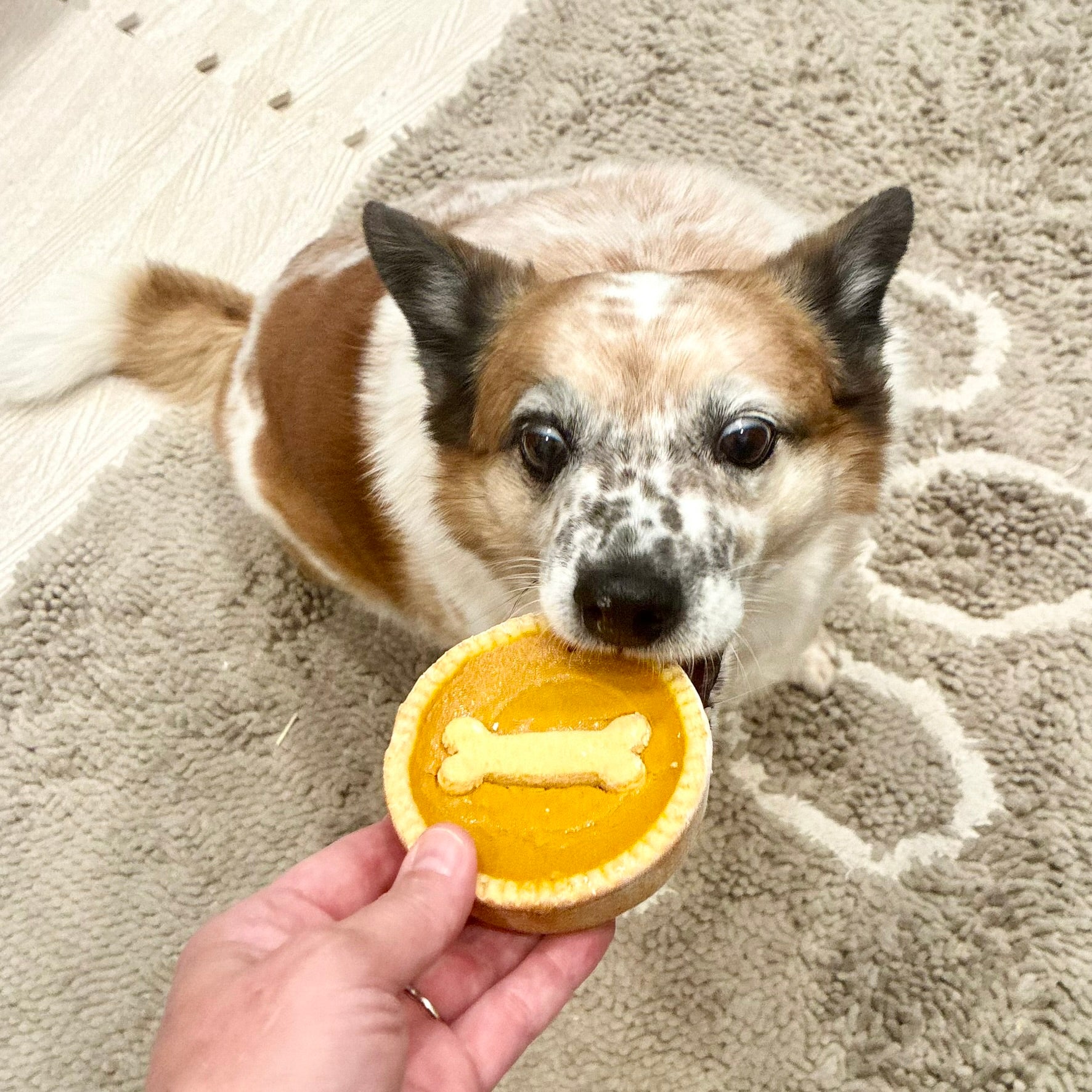 Pumpkin Pooch Pie