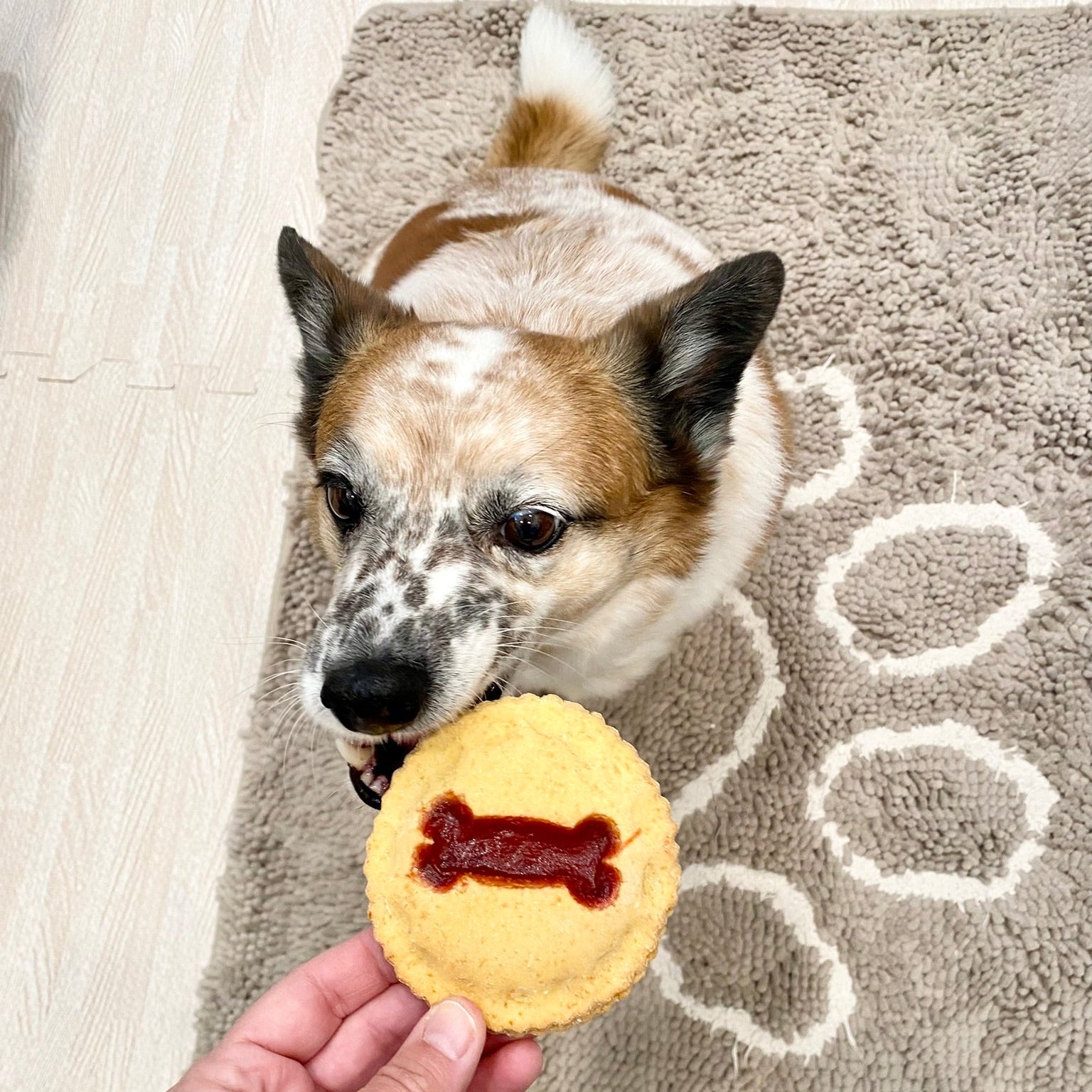 Pawliday Pup-Tart
