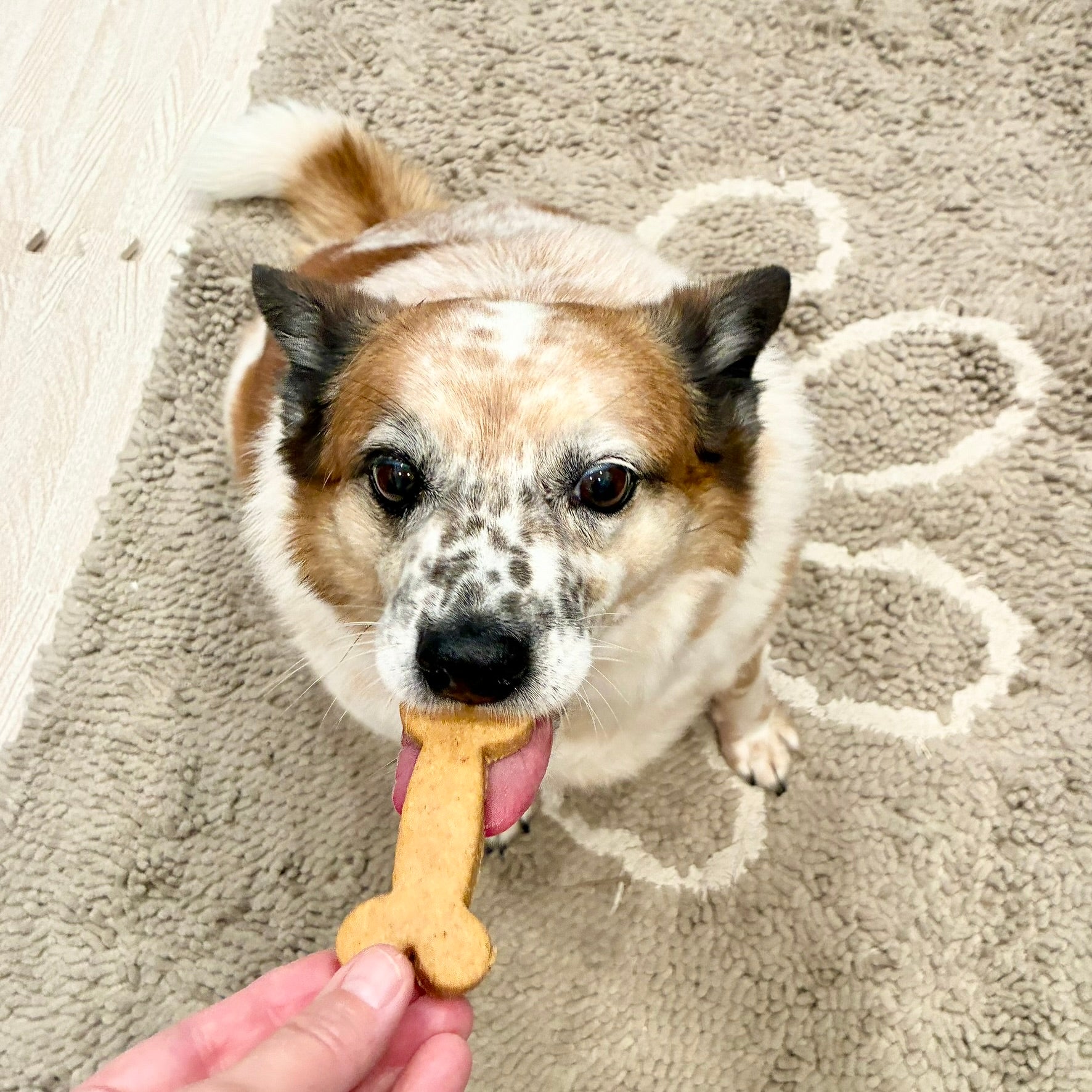 Bone Cookies