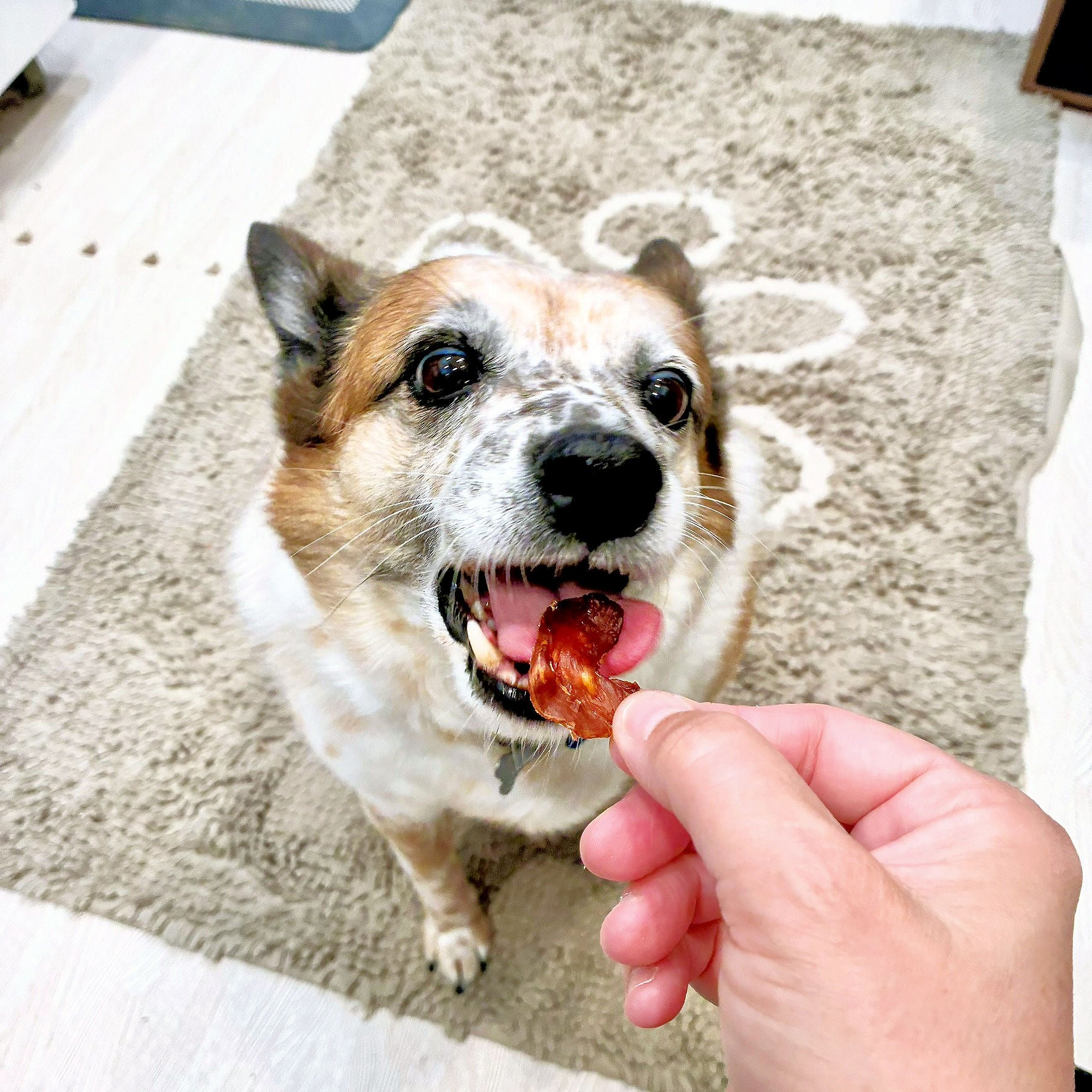 Chicken Jerky