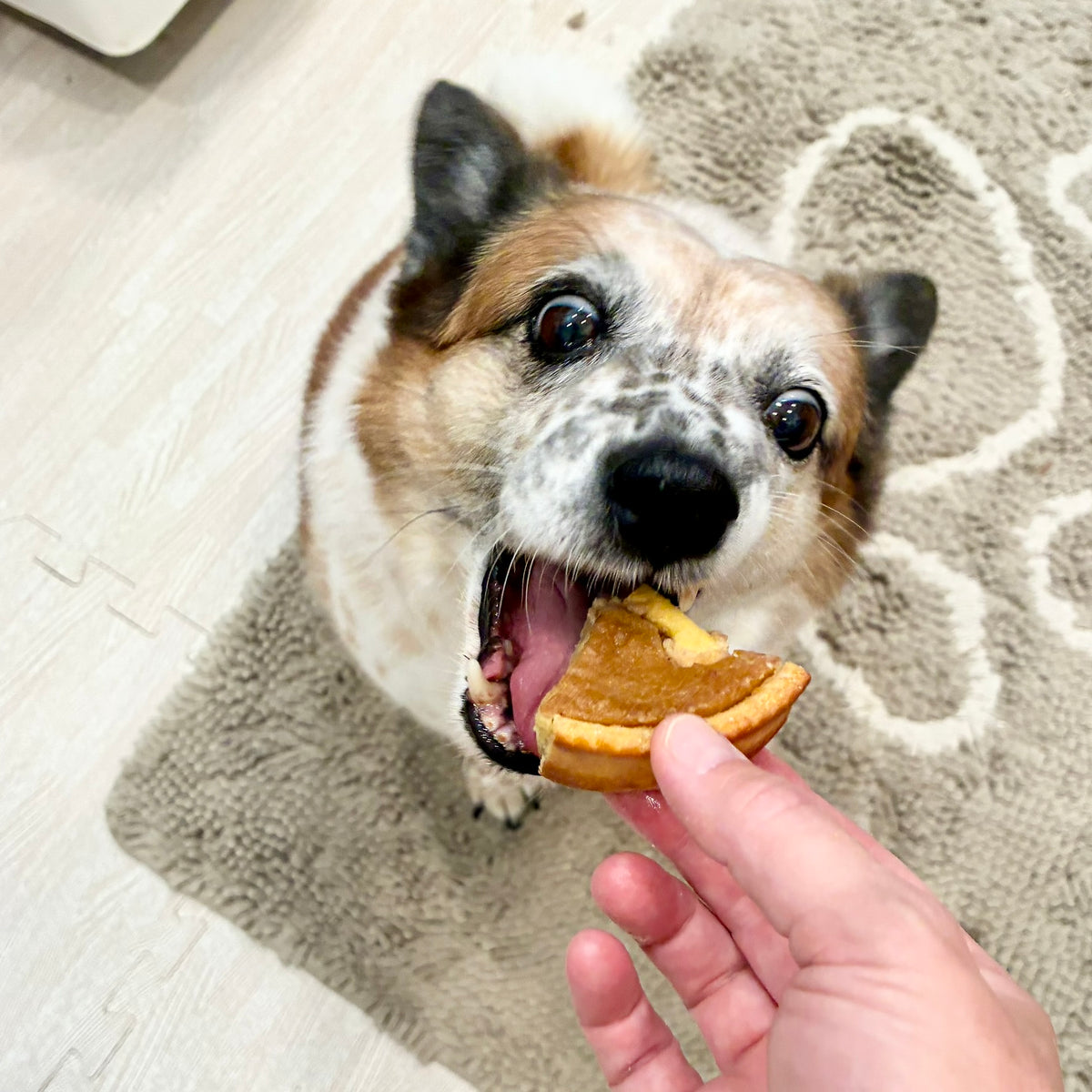 Peanut Butter Pooch Pie