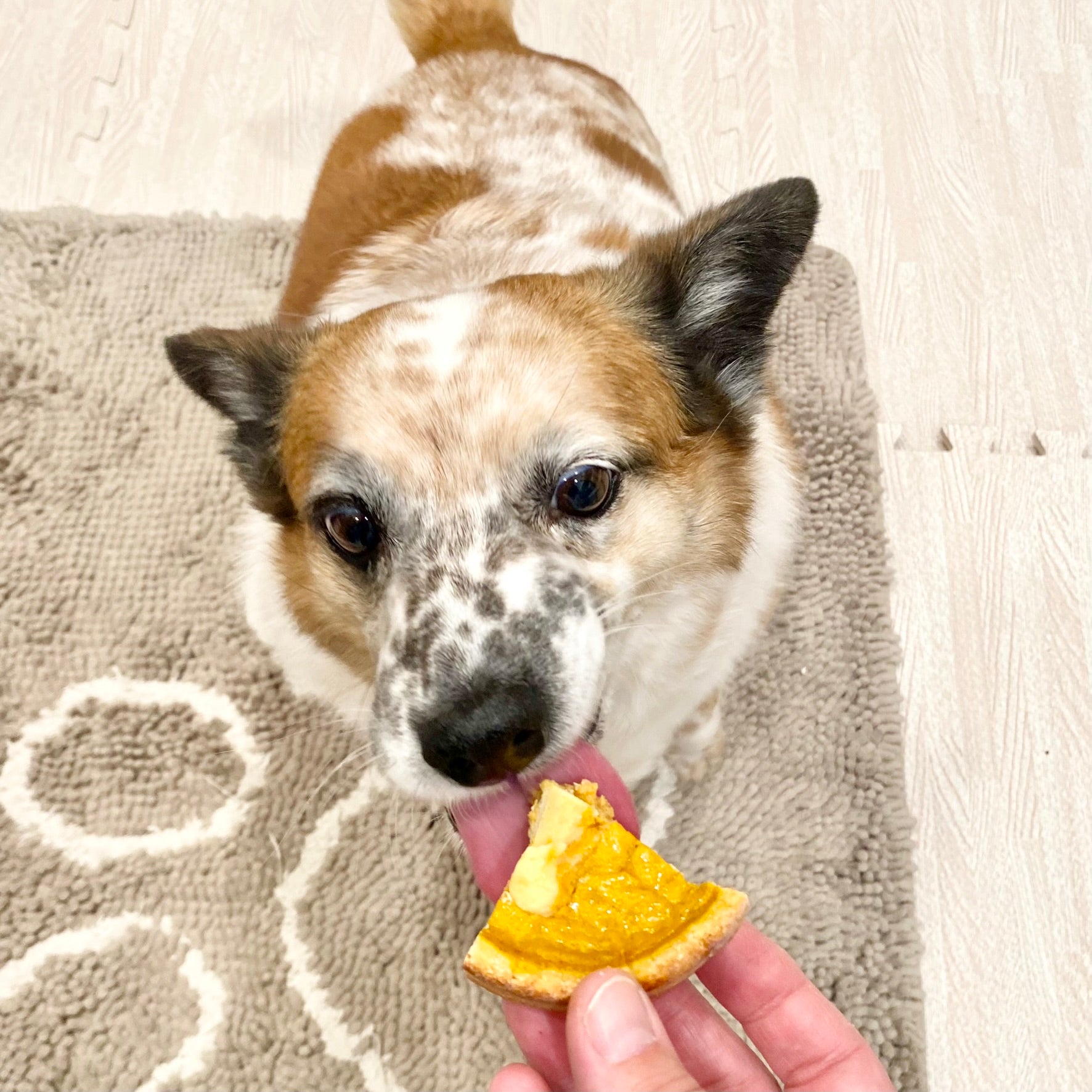 Pumpkin Pooch Pie
