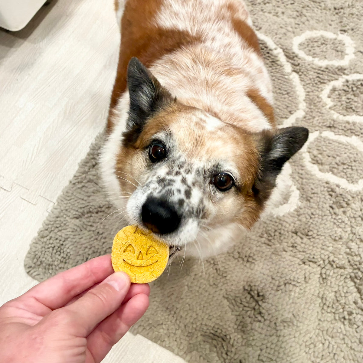 Pumpkin Spice Biscuits