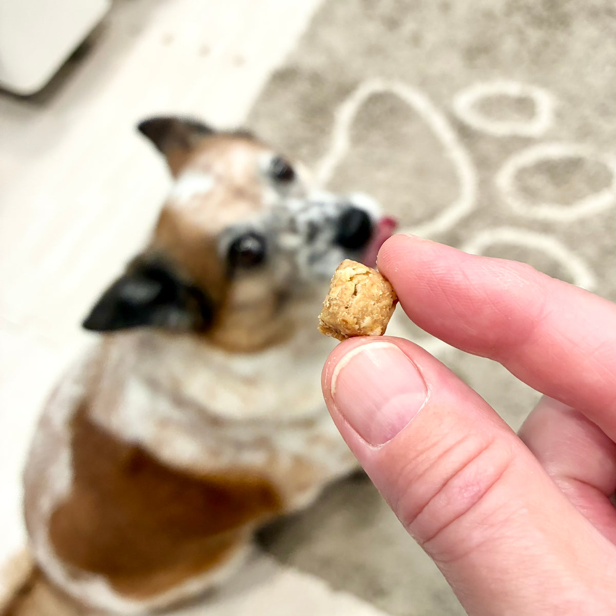 Peanut Butter Oatmeal Training Treats